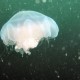 Medúza