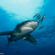 Oceanic Whitetip Shark