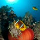 Red Sea Clownfish