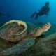 Turtle in the Marsa Alam area