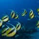 Butterfly fish