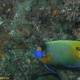 Kék arcú angyalhal