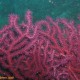 Vörös gorgónia