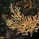 Sárga gorgónia