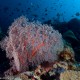 Nagy gorgónia