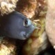 Kék blenny