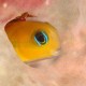 Sárga blenny
