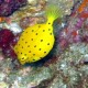 Cube boxfish