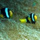 Clark's anemonefish