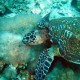 Hawksbill turtle