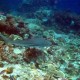 Blacktip reef shark