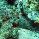 Bearded scorpionfish