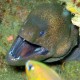 Giant moray