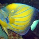 Ring angelfish