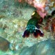 Peacock mantis shrimp