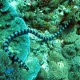 Banded sea snake