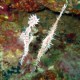 Ghost pipefish