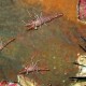 Durban dancing shrimps