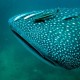 Whale shark