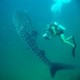 Whale shark