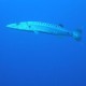 BARRACUDA