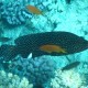 Peacock Grouper - Shark's Bay