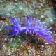 Csupaszkopoltyús csiga (Nudibranch)
