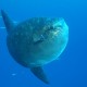 Mola mola (fotó: Nelson Martinez)