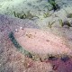 Flounder