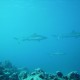 Anga Faru /Shark Nursery
