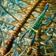 CRINOID SHRIMP Periclemenes comensalis