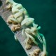 WHIP CORAL SHRIMP Dasycaris zanzibarica