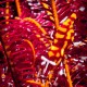 AMBOINENSIS CRINOID SHRIMP Periclimenes amboinensis