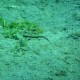 pipefish