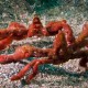 ORANGUTAN CRAB Achaeus japonicus