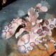 HARLEQUIN SHRIMP Hymenocera elegans
