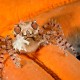 BOXER CRAB Lybia tesselata