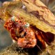 ANEMONY HERMIT CRAB Darnadus pedunculatus