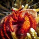 WHITE-SPOTTED HERMIT CRAB Darnadus megistos