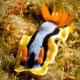 CHROMODORIS ANNAE