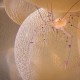 BUBBLE CORAL SHRIMP Stegopontonia commensalis