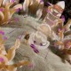 ANEMONE SHRIMP Periclimenes magnificus