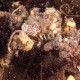 RETUSA DECORATOR CRAB Camposcia retusa