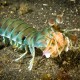 MANTIS SHRIMP Odontodactylus latirostris