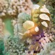 COMMENSAL SHRIMP Periclimenes brevicarpalis