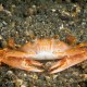 SWIMMING CRAB Portunus convexus