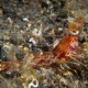 HUMBACK PRAWN Metapenaeopsis lamellata