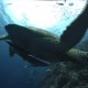 Sipadan, Turtle Patch