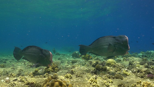Merülőhely térképe