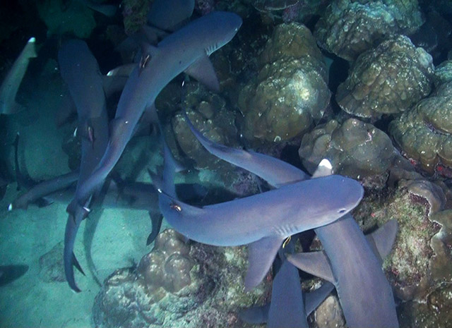 Merülőhely térképe